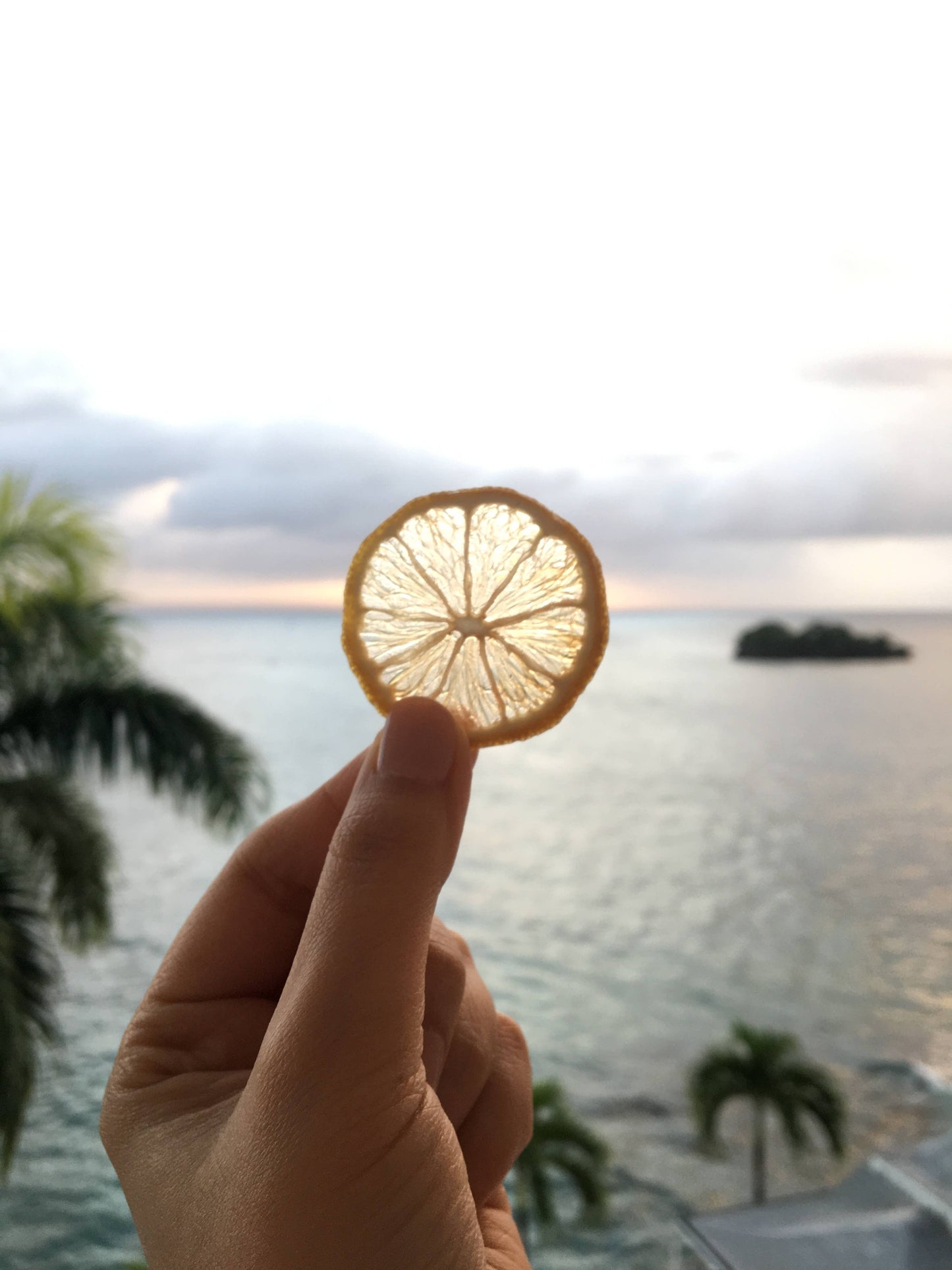 Organic Dried Lemon Wheels